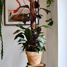 Philodendron Royal Queen - Ladybird Nursery