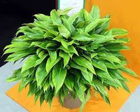Philodendron Little Phil™ - Ladybird Nursery