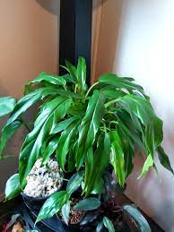Philodendron Heather May - Ladybird Nursery