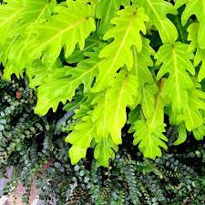 Philodendron Gold Bullion