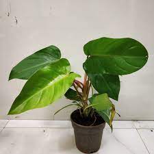 Philodendron Emerald Green - Ladybird Nursery