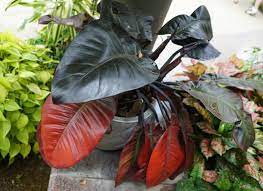 Philodendron Black Cardinal - Ladybird Nursery