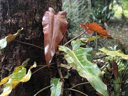 Philodendron Autumn - Ladybird Nursery