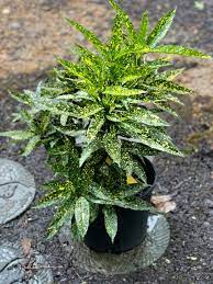 Variegated Japanese Laurel Variegata Gold Dust Plant (Aucuba japonica) - Ladybird Nursery