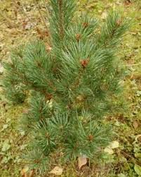 Scots Pine (Pinus sylvestris saxatilis)