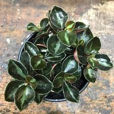 Peperomia Galaxy (Peperomia metallica)