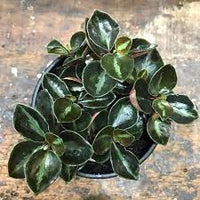 Peperomia Galaxy (Peperomia metallica) - Ladybird Nursery