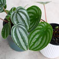 Peperomia Dwarf Watermelon (Peperomia verschaffeltii)