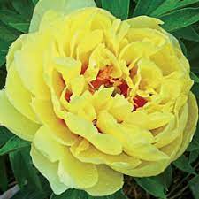 Peony Bartzella (Paeonia Itoh) - Ladybird Nursery