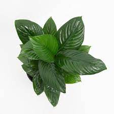 Peace Lily Sensation Junior (Spathiphyllum) - Ladybird Nursery