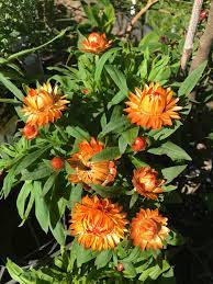 Paper Daisy Mohave Orange (Bracteantha)