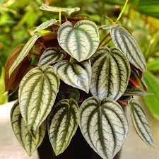 Peperomia Red Watermelon (Peperomia turboensis)