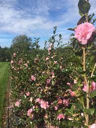 Camellia 'Jennifer Susan' - Advanced (PICK UP ONLY) - Ladybird Nursery