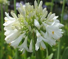 Agapanthus Blitzza™ - Ladybird Nursery