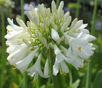 Agapanthus Blitzza™
