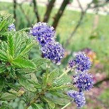 California Lilac Pacific (Ceanothus Blue) - Ladybird Nursery