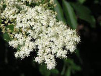Cutleaf/Fernleaf Elderberry laciniata (Sambucus nigra) - Ladybird Nursery