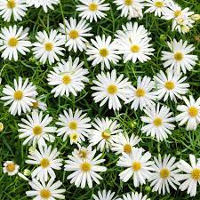 Cut-leaf Daisy White Bliss (Brachyscome)