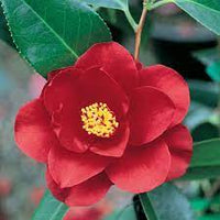 Camellia Assorted (Camellia japonica)