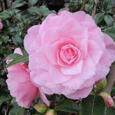 Camellia Ardoch (Camellia japonica)