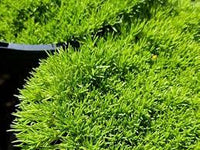 Cushion Bush (Scleranthus biflorus)