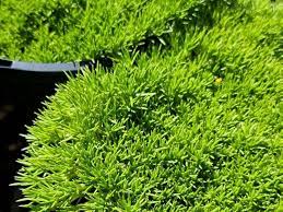 Cushion Bush (Scleranthus biflorus) - Ladybird Nursery