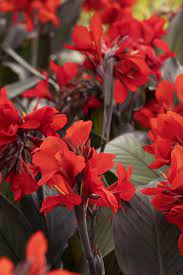 Canna South Pacific Bronze Scarlet (Canna) - Ladybird Nursery