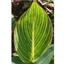 Canna Show Off Pretoria (Canna orchioides)
