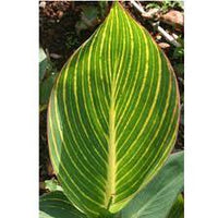 Canna Show Off Pretoria (Canna orchioides) - Ladybird Nursery