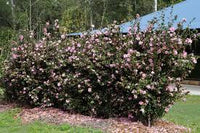 Camellia 'Jennifer Susan' - Advanced (PICK UP ONLY) - Ladybird Nursery