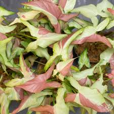 Syngonium Pink Salmon