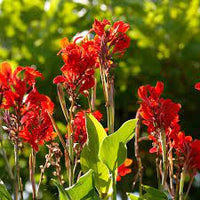 Canna Red Panther (Canna) - Ladybird Nursery