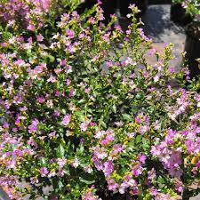 Cuphea Pink (Cuphea Jocelyns) - Ladybird Nursery