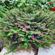 Cuphea Magic Mix (Cuphea FloriGlory) - Ladybird Nursery