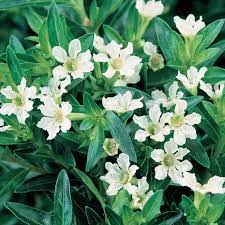 Cuphea Hatter Mauve (Cuphea Mad)