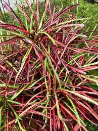 Croton Zanzibar (Codiaeum variegatum)