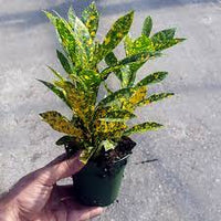 Croton Gold Dust (Codiaeum variegatum)