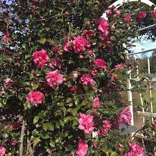 Camellia 'Jennifer Susan' - Medium - Ladybird Nursery