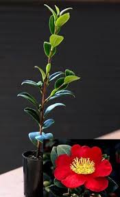 Sasanqua Camellia Yuletide (Camellia sasanqua) - Ladybird Nursery
