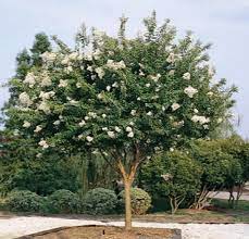 Crepe Myrtle 'Natchez' (Lagerstroemia) - Advanced (PICK UP ONLY) - Ladybird Nursery