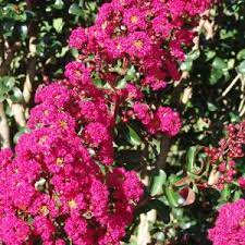 Crepe Myrtle Scarlet Retreat (Lagerstroemia) - Ladybird Nursery