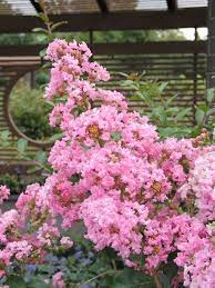 Crepe Myrtle Potomac (Lagerstroemia indica) - Ladybird Nursery