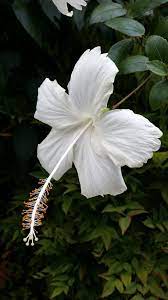 Chinese Hibiscus Swan Lake (Hibiscus rosa-sinensis)