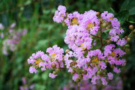 Crepe Myrtle Muskogee (Lagerstroemia) - Ladybird Nursery