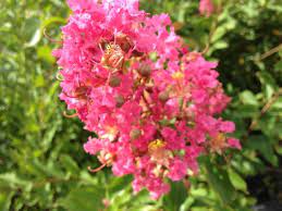 Crepe Myrtle Miami (Lagerstroemia) - Ladybird Nursery