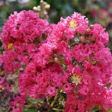 Crepe Myrtle Infinitini Watermelon (Lagerstroemia) - Ladybird Nursery