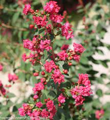 Crepe Myrtle Infinitini Magenta (Lagerstroemia) - Ladybird Nursery