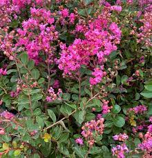 Crepe Myrtle Infinitini Brite Pink (Lagerstroemia) - Ladybird Nursery