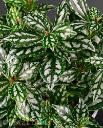 Aluminum Plant Aluminium (Pilea cadierei)