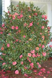 Camellia 'Jennifer Susan' - Medium